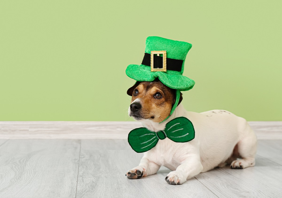 Cute dog with green hat near color wall. St. Patrick's Day celebration