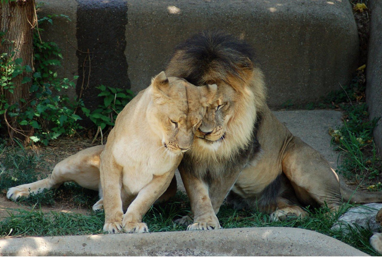  The Louisville Zoo 
1100 Trevilian Way
If you love seeing exotic animals, or your date does, then the Zoo is a great spot to spend an afternoon. Pro tip: keep an eye out for one of the Zoo's many adult-only events like Brew At The Zoo for a chance to have a bit more grown-up fun.
Photo via Facebook.com/Louisvillezoo