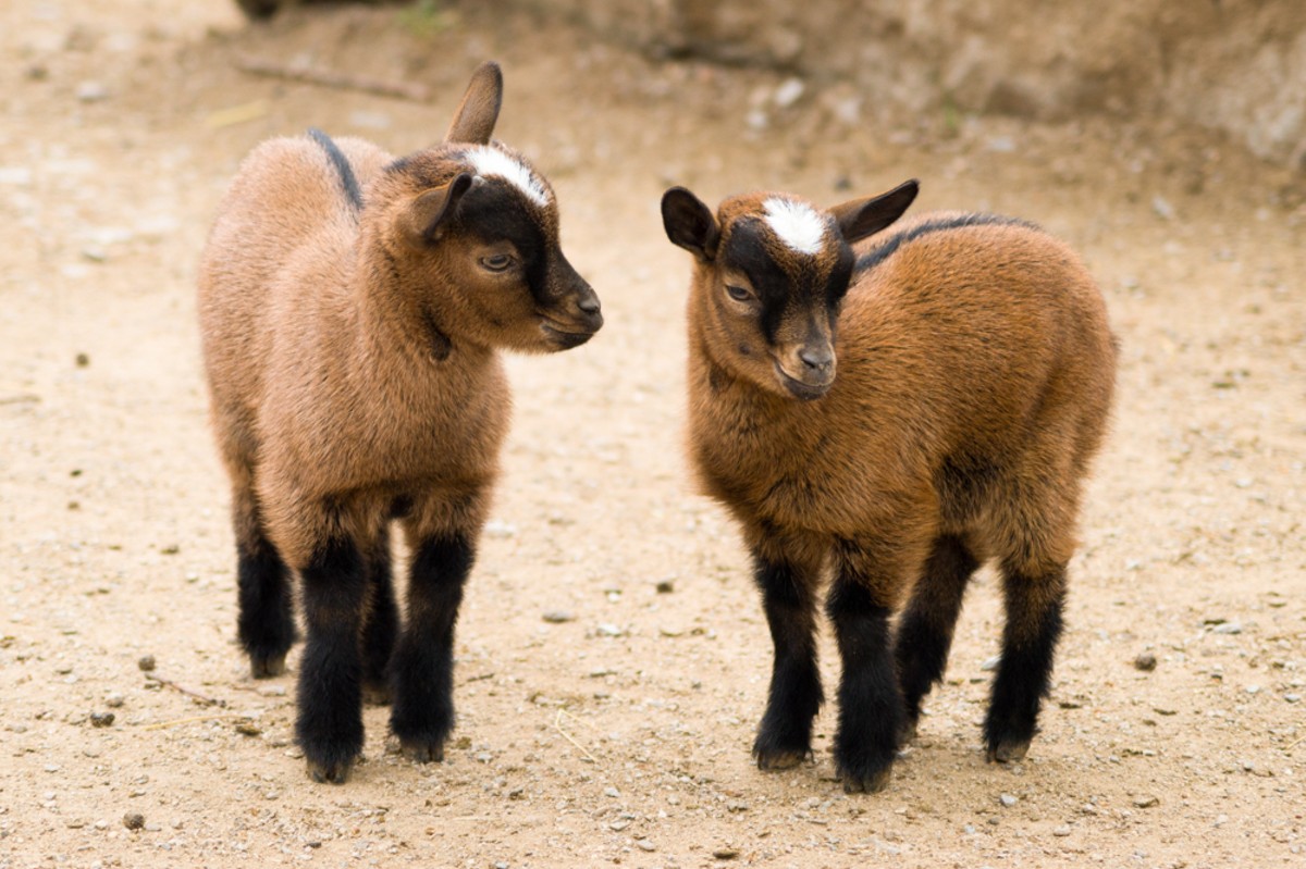 Want to meet baby goats this weekend?