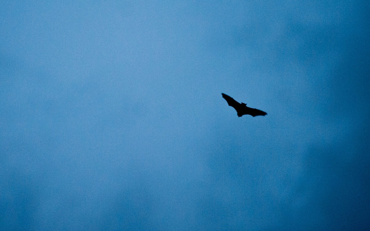 A bat flying in the sky. Adobe Stock.
