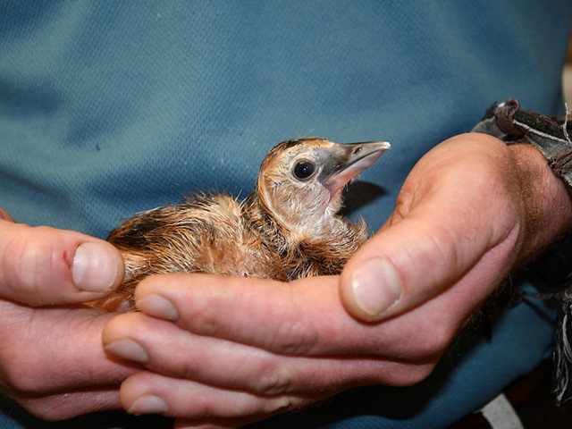 The Louisville Zoo's new East African crowned crane chick.