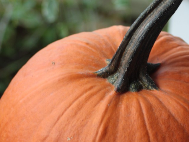 pumpkin louisville