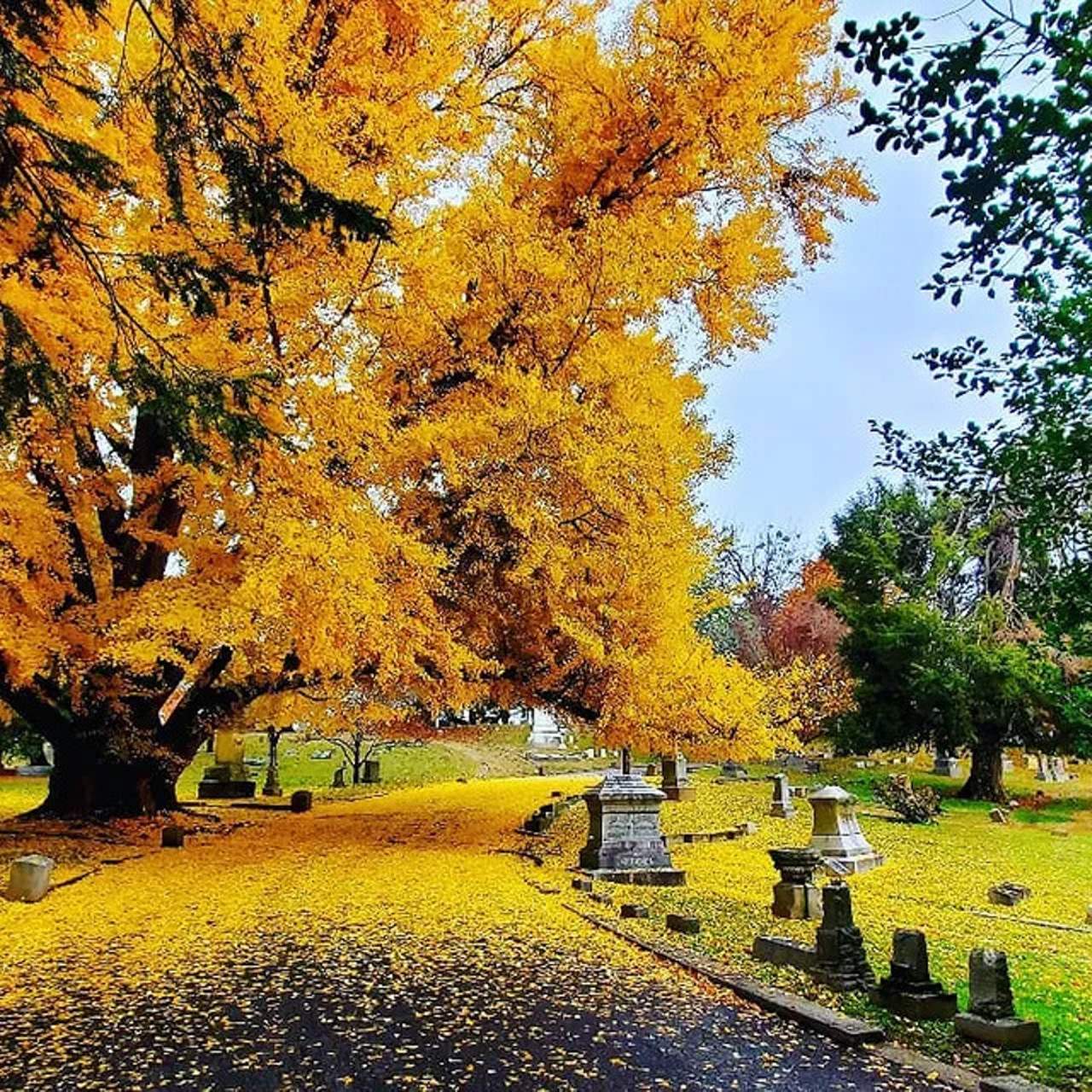 Cave Hill Cemetery
701 Baxter Ave.
Perhaps this suggestion is a little morbid, but hey, the grounds are very beautiful.
Photo via cavehillcemetery_arboretum/Instagram