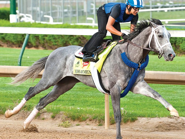 It is a Derby of grays, but bay Nyquist looms as favorite