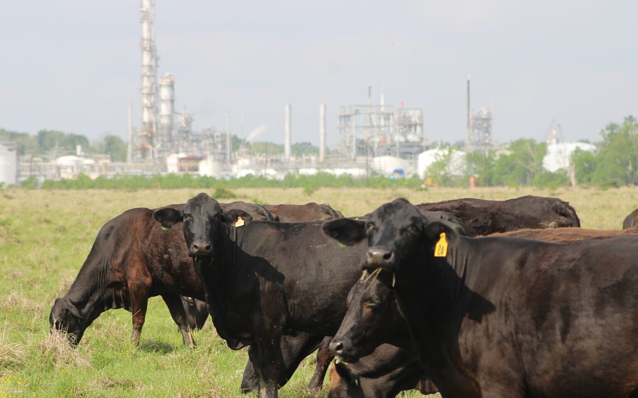 Cattle graze in a pasture next to the Denka Performance Elastomer facility in LaPlace, Louisiana, where U.S. Environmental Protection Agency leader Michael Regan announced proposed regulations Thursday, April 6 for toxic air emissions. The federal government has sued Denka for failing to reduce levels of chloroprene, a known carcinogen, coming from the plant. (Photo for Louisiana Illuminator by Greg LaRose)