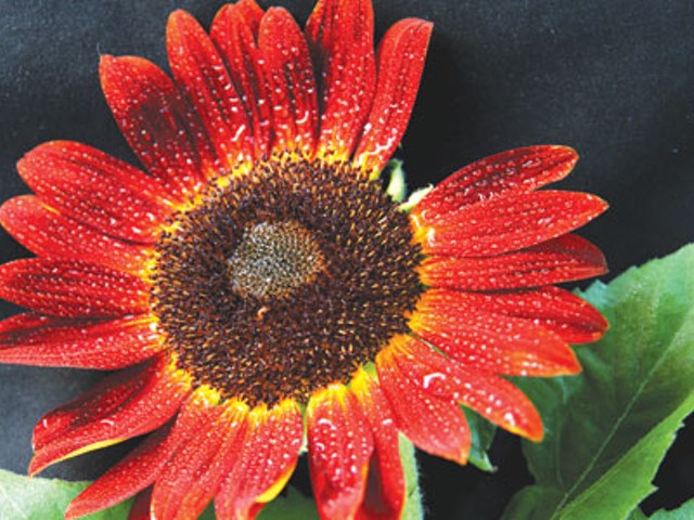 &#147;Red Sunflower&#148; by Dale McMakin