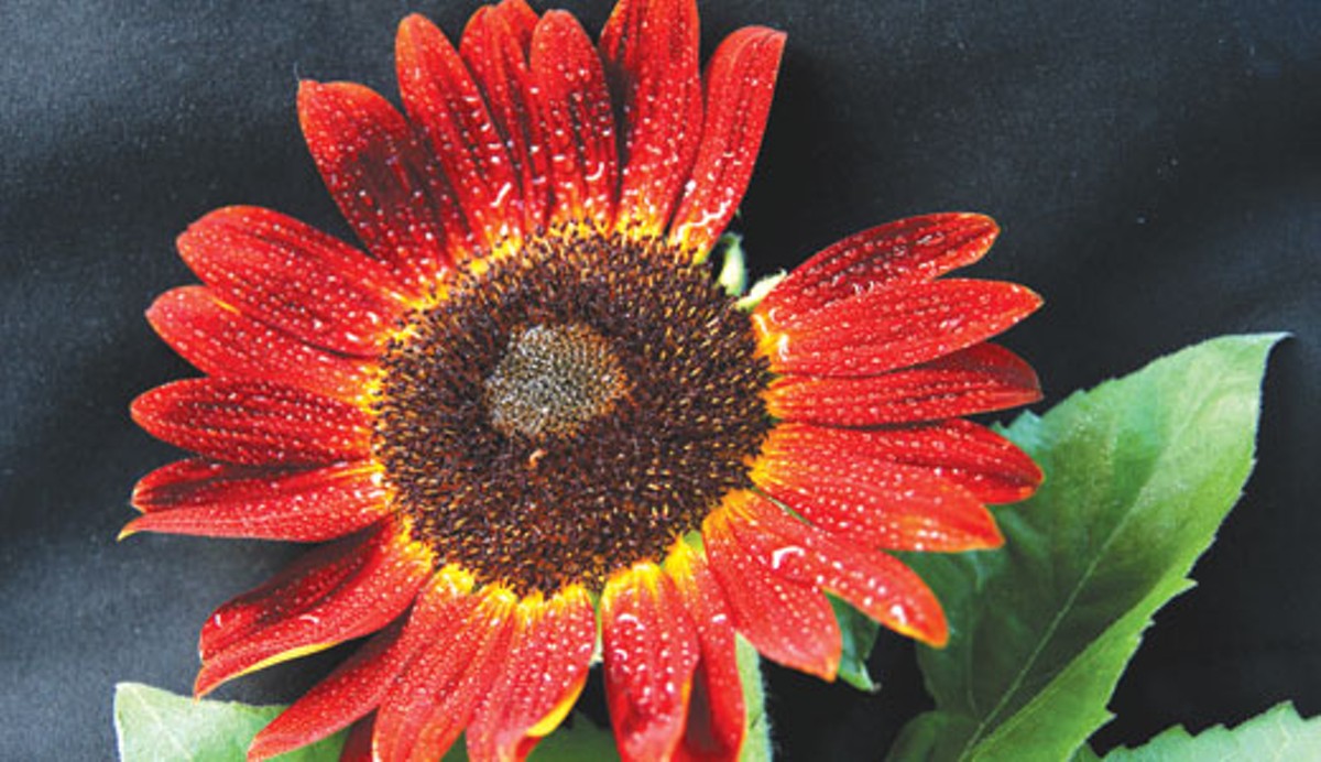 &#147;Red Sunflower&#148; by Dale McMakin
