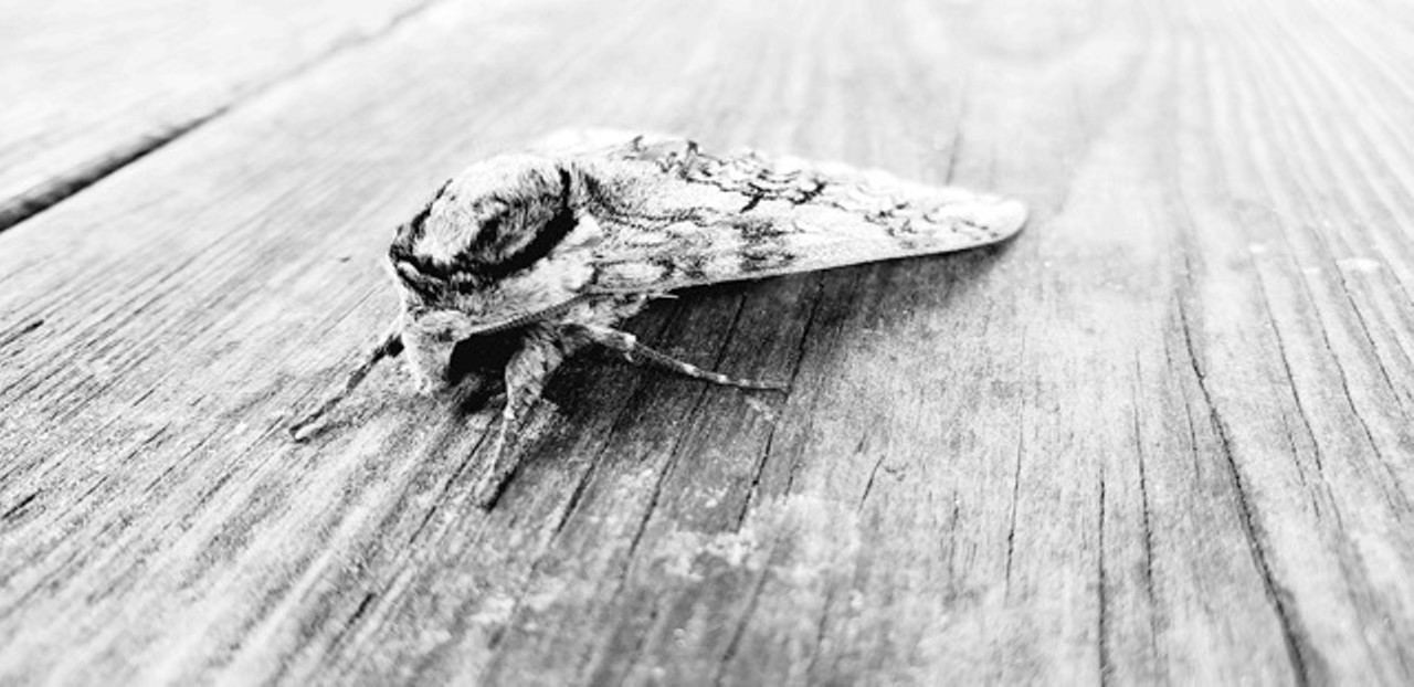 Black and White Photography Honorable Mention
Bloodless Dagger by Blue Wing Studio