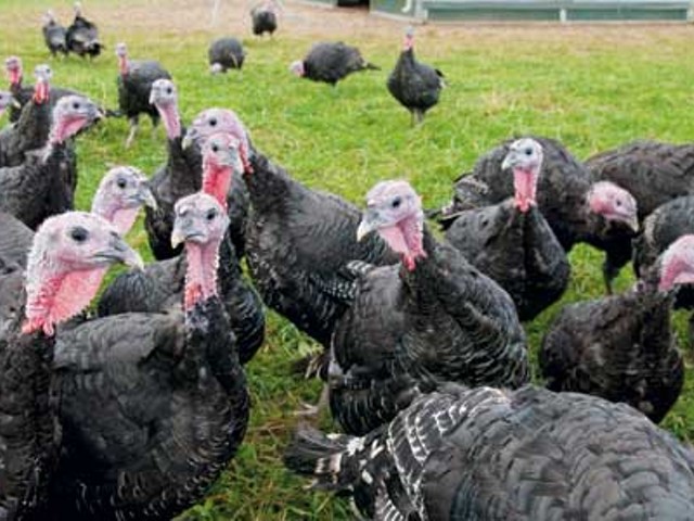Locavore Lore: Don&#146;t be chicken about picking the right turkey