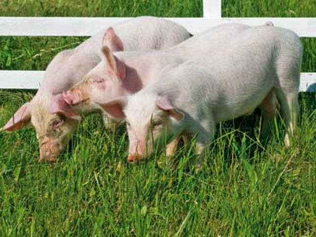 Locavore Lore: Happy pigs make for a happy meal