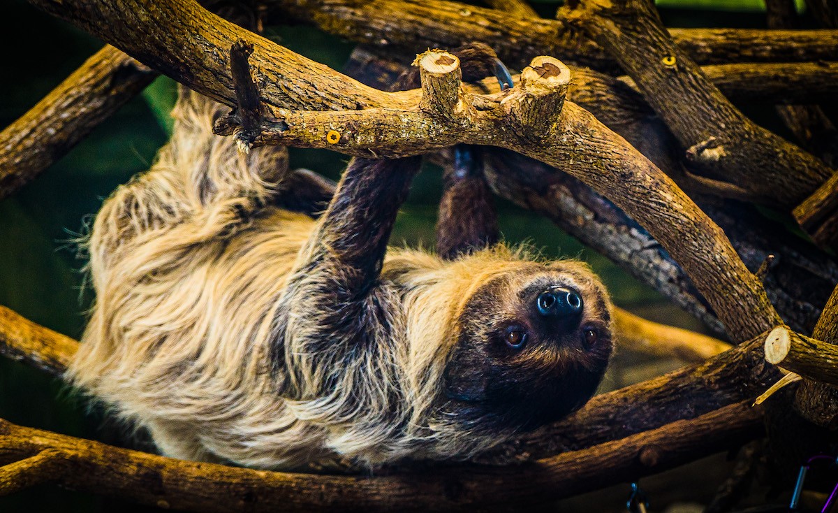 Sunni The Sloth.  |  Photo courtesy of the Louisville Zoo.