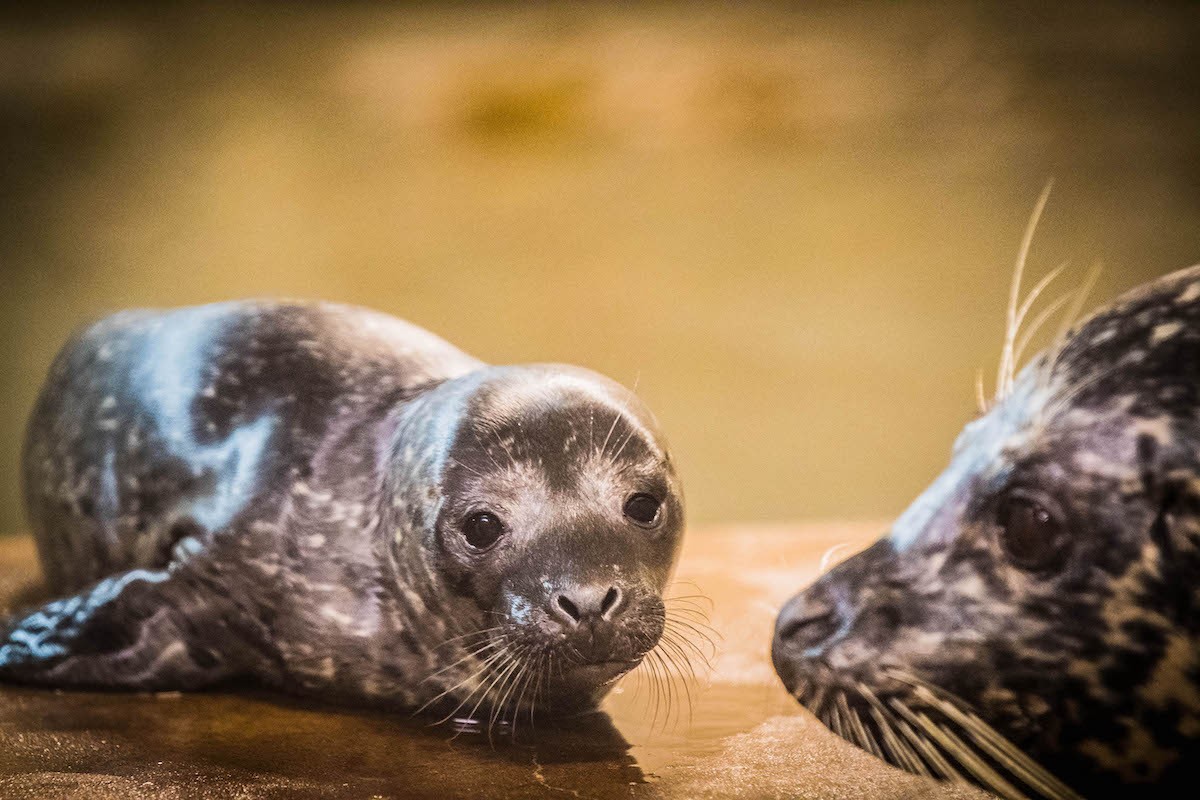 Harbor seals Emmy and her mother, Tonie, at the Louisville Zoo.