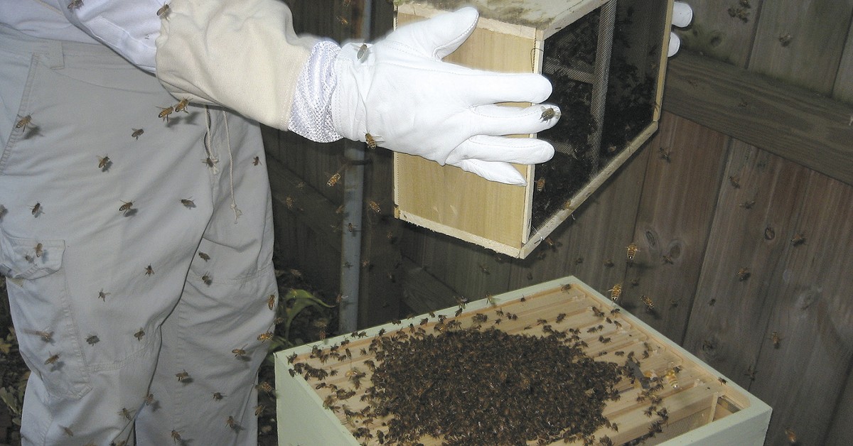 Meeting local honey demand is risky business