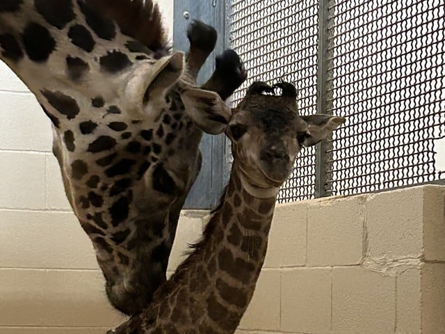 Baby Masai Giraffe born at the Louisville Zoo.