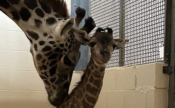 Baby Masai Giraffe born at the Louisville Zoo.