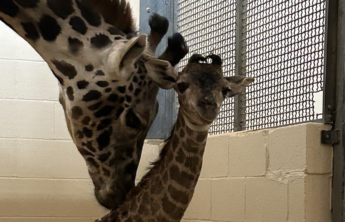 Baby Masai Giraffe born at the Louisville Zoo.