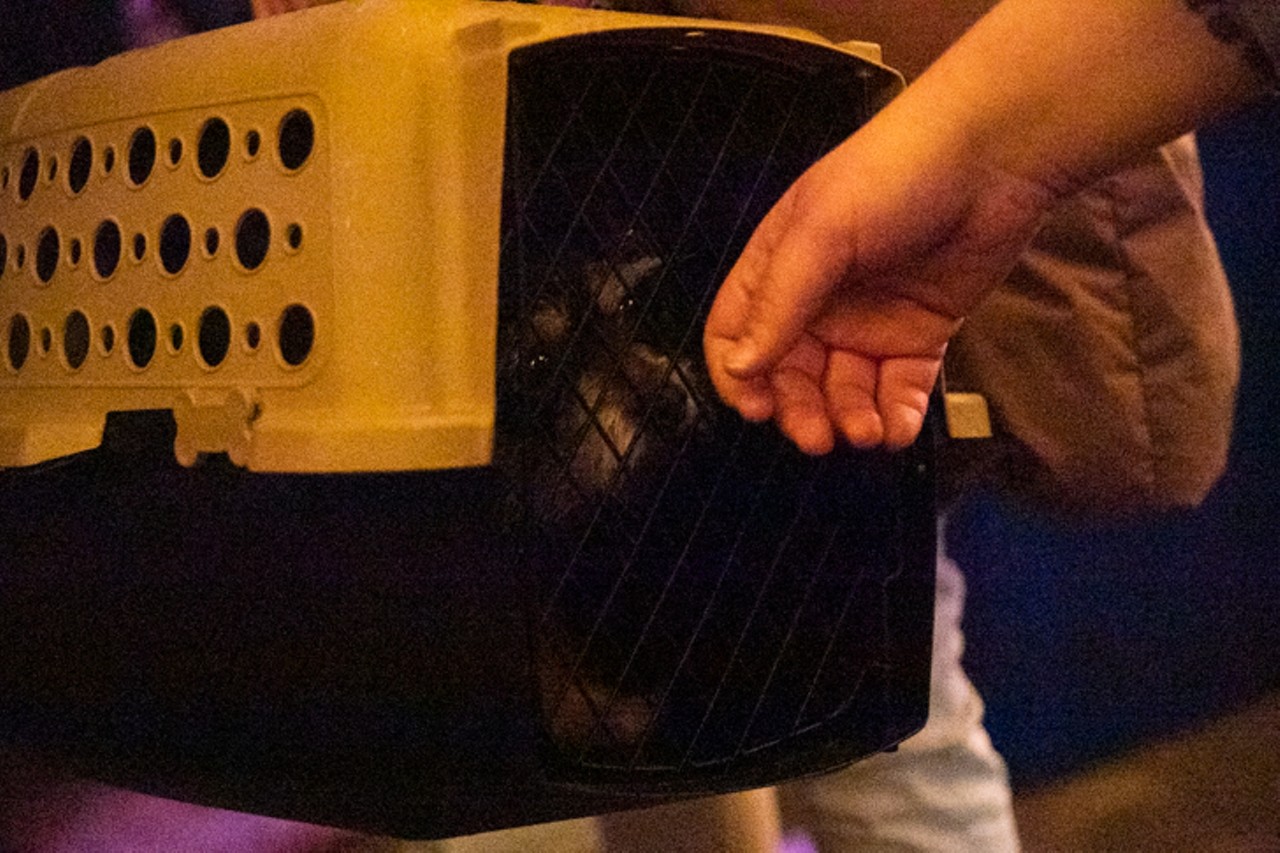 Photos: Belushi Speed Ball Literally Played A Concert For Cats Last Night