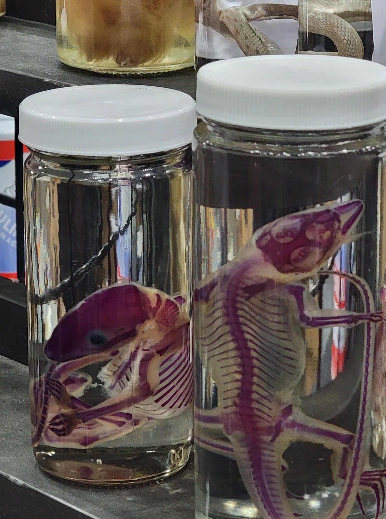 preserved clear lizards