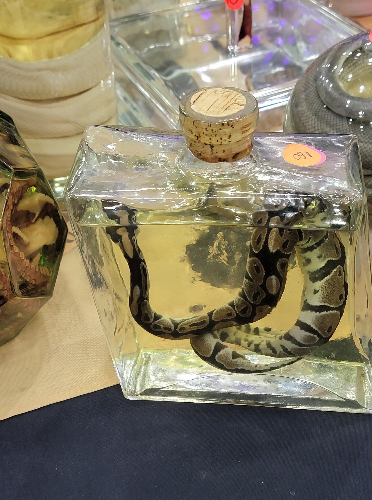 preserved snake in bottle