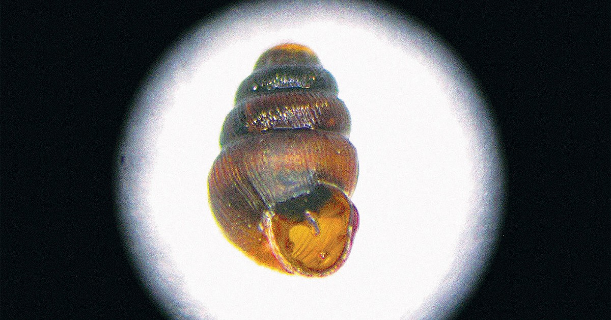 A Bluff-Vertigo snail.