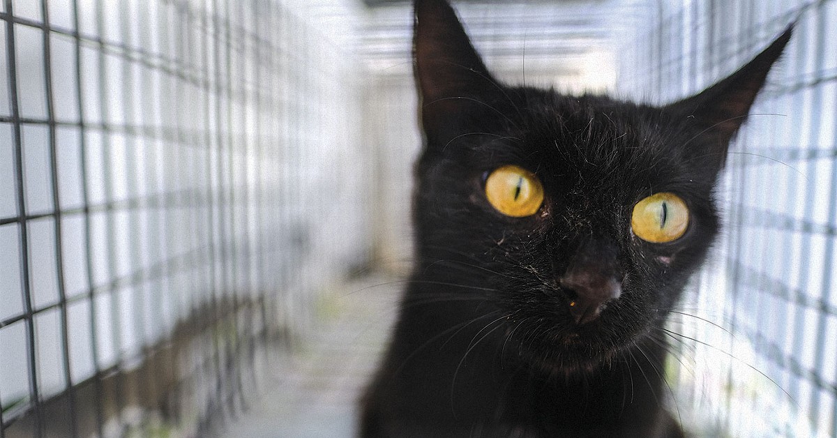 Saving nine lives: Louisville&#146;s feral cat heroes