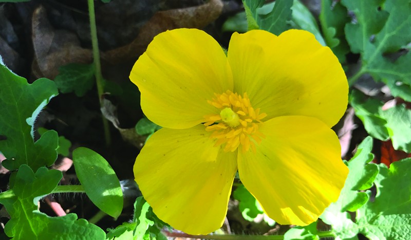The Celandine poppy, or 'wood poppy', not to be confused with the invasive lesser celandine.