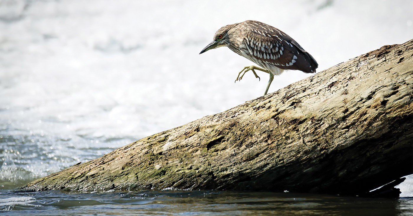 A juvenile Black-crowned Night Heron hunting at the Great Miami River spillway in Dayton, Ohio. They can be seen along can be seen along Beargrass Creek and the Ohio River in Louisville. |  Photo by Jeremy Mudd. - Jeremy Mudd