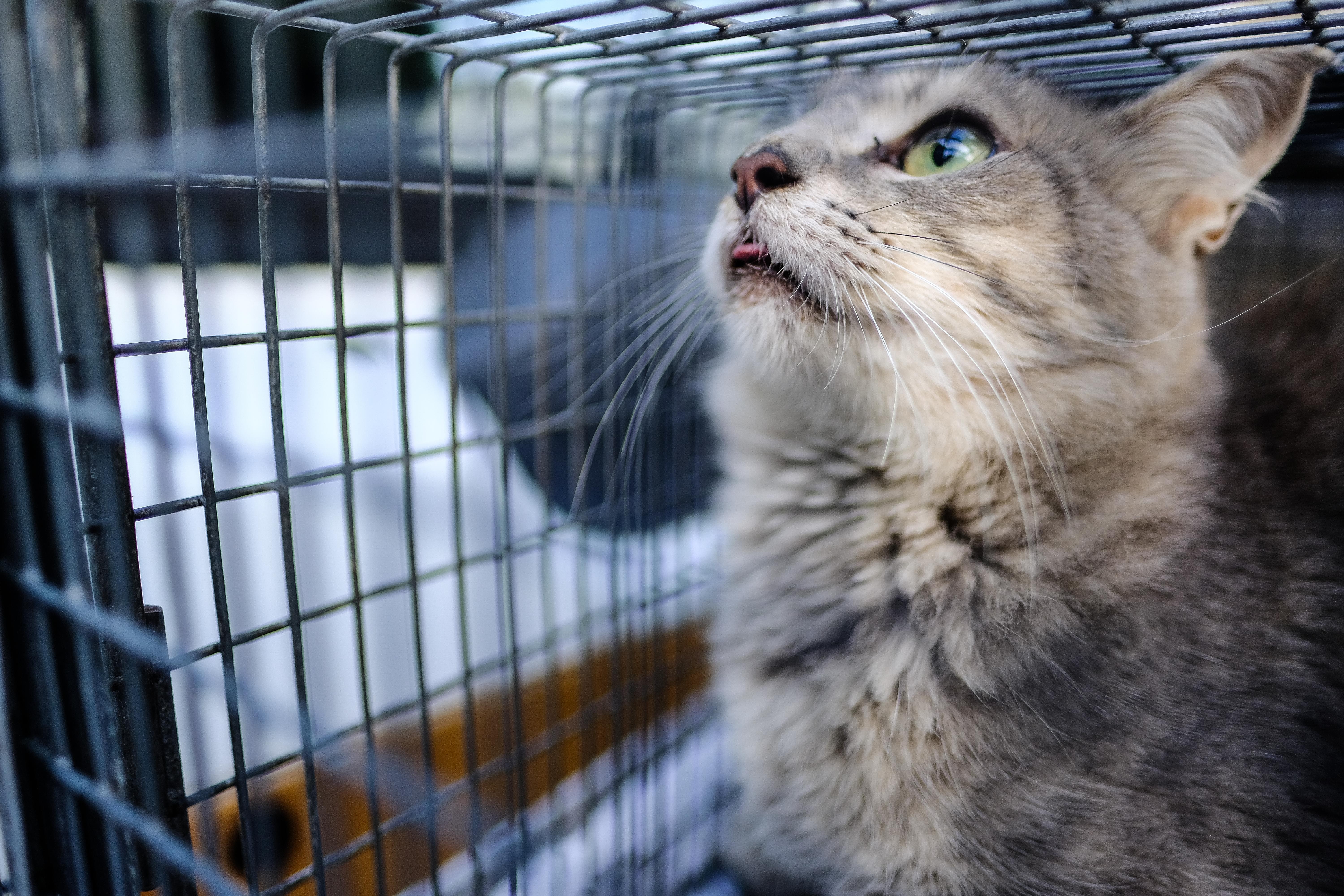 A captured cat en route to get neutered. - photo by Kathryn Harrington