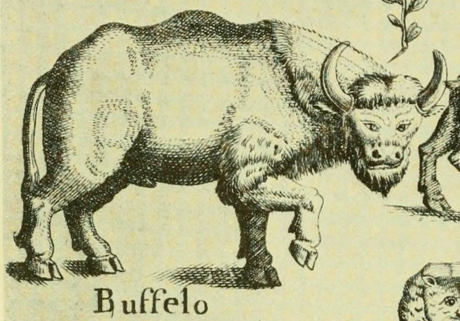From The Natural History of North Carolina (depiction of a buffalo) - John Brickell