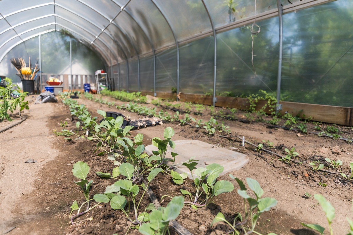 5th Element Farms in Louisville is growing collard greens, cabbage and more.  |   Photo by Kathryn Harrington.