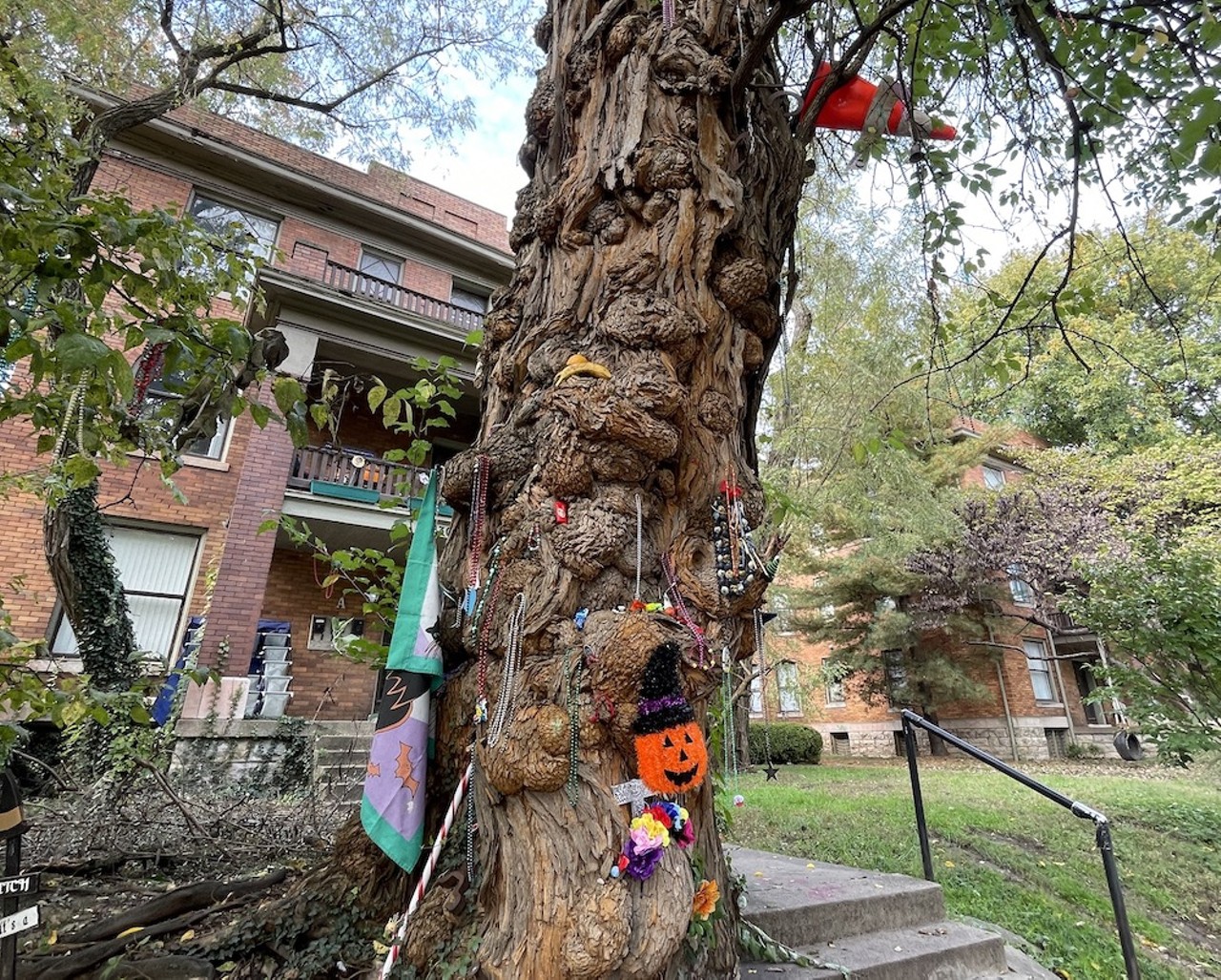 The Witches&#146; Tree
Park Avenue and South Sixth Street
Visitors place trinkets at this gnarled tree in the historic Old Louisville neighborhood. Legend has it that a coven of witches used to conduct rituals at the spot, where a straight maple tree once stood. When the city allegedly cut down the tree to make way for a May Pole in 1889, the witches cursed the city. Legend says on March 27, 1890, a tornado ripped through Louisville and a bolt of lightning electrified the old tree&#146;s stump &#151; and the Witches&#146; Tree grew out of it.   
Photo courtesy of David Domine