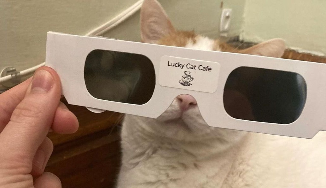 $1 Glasses at Lucky Cat Cafe
2230 Dundee Rd.
Stop by Lucky Cat Cafe this weekend to get your certified safe eclipse glasses for $1, and pet some kitties while you’re at it! Available while supplies last.